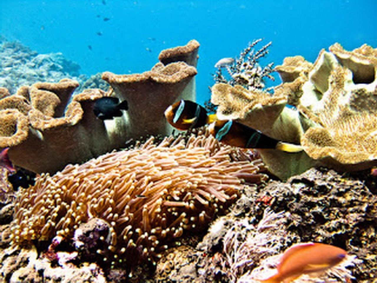 Ocean Hostel Ceningan Island Eksteriør bilde